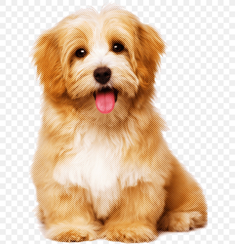Dog Puppy Maltepoo Lhasa Apso Havanese, PNG, 628x852px, Dog, Bolonka, Cavachon, Cavapoo, Chinese Imperial Dog Download Free