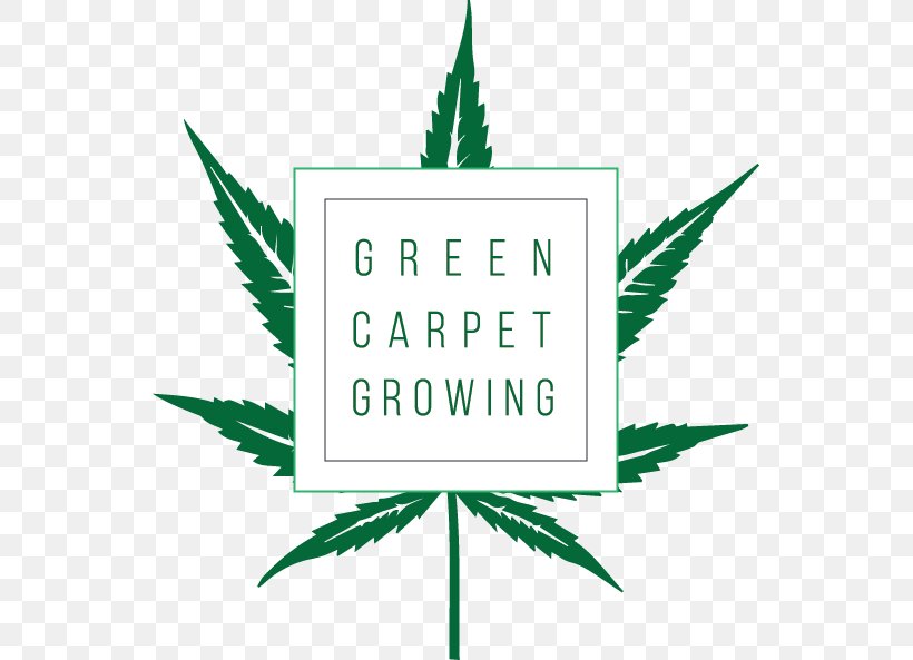 Green Carpet Growing Cannabis Cultivation West Coast Cannabis Tours, PNG, 545x593px, Cannabis Cultivation, Area, Brand, Cannabis, Cannabis Industry Download Free