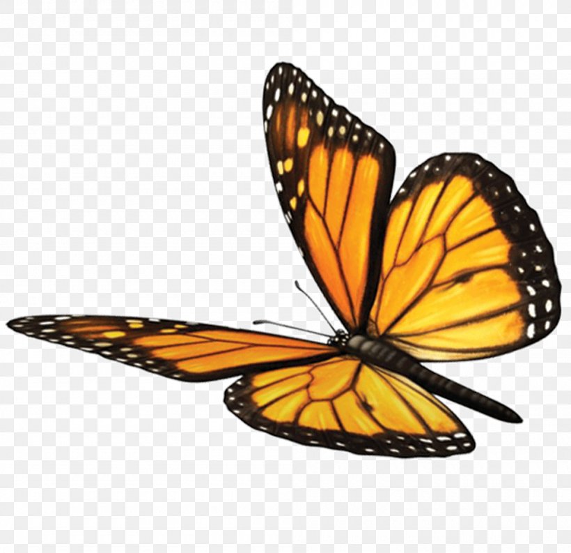 Monarch Butterfly Spirituality Soul Sundara Fawn Mind, PNG, 1000x968px, Monarch Butterfly, Arthropod, Brush Footed Butterfly, Brushfooted Butterflies, Butterfly Download Free