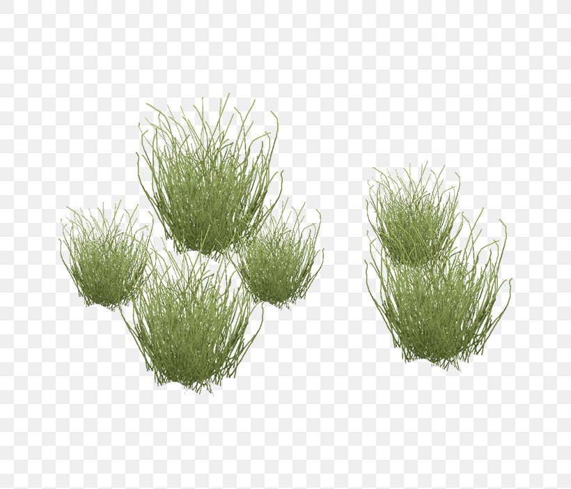 Table Needle Grasses Blepharidachne Dining Room, PNG, 700x702px, Table, Aquarium Decor, Blepharidachne, Desert, Dining Room Download Free