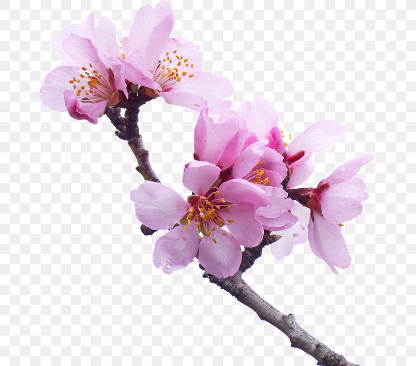 Cherry Blossom Pierrot In Città Almond East Asian Cherry, PNG, 663x720px, Blossom, Almond, Branch, Cherry Blossom, East Asian Cherry Download Free