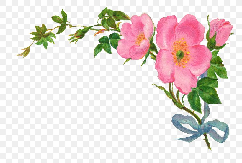 Ik Kleur Urdu Poetry Bake Cupcakes Love, PNG, 800x554px, Ik Kleur, Android, Annual Plant, Blossom, Branch Download Free