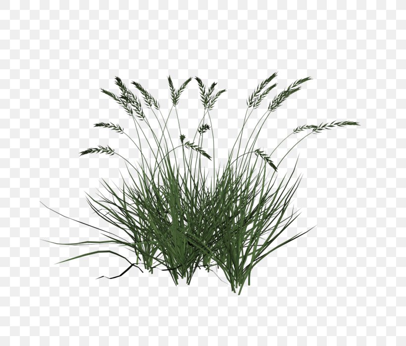 Ornamental Grass Lawn Ornamental Plant, PNG, 700x700px, Ornamental Grass, Chinese Fountain Grass, Commodity, Fountain Grass, Fountaingrasses Download Free