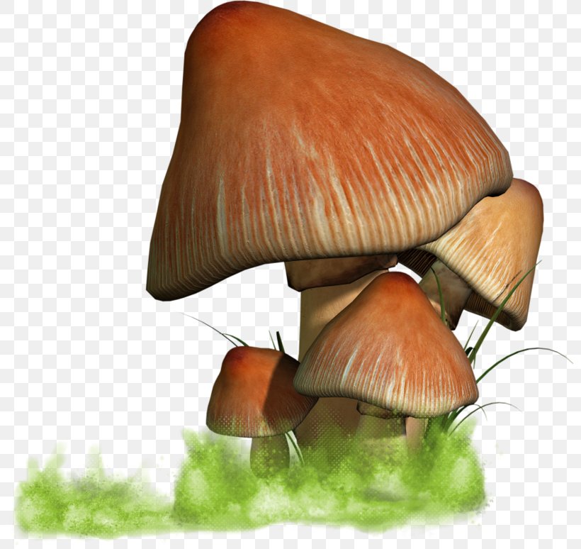 Oyster Mushroom, PNG, 800x774px, Oyster Mushroom, Edible Mushroom, Ingredient, Mushroom Download Free
