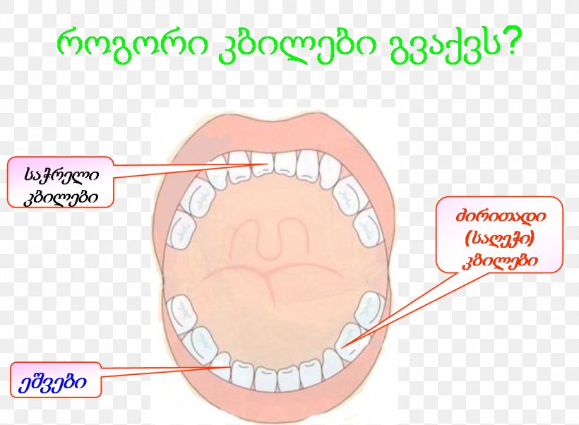 Tooth Cheek Chin Lip Mouth, PNG, 1352x993px, Watercolor, Cartoon, Flower, Frame, Heart Download Free