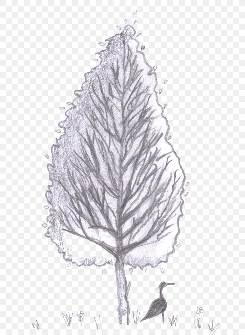 Tree Leaf Evergreen Woody Plant, PNG, 749x1120px, Tree, Artwork, Black And White, Branch, Conifer Download Free