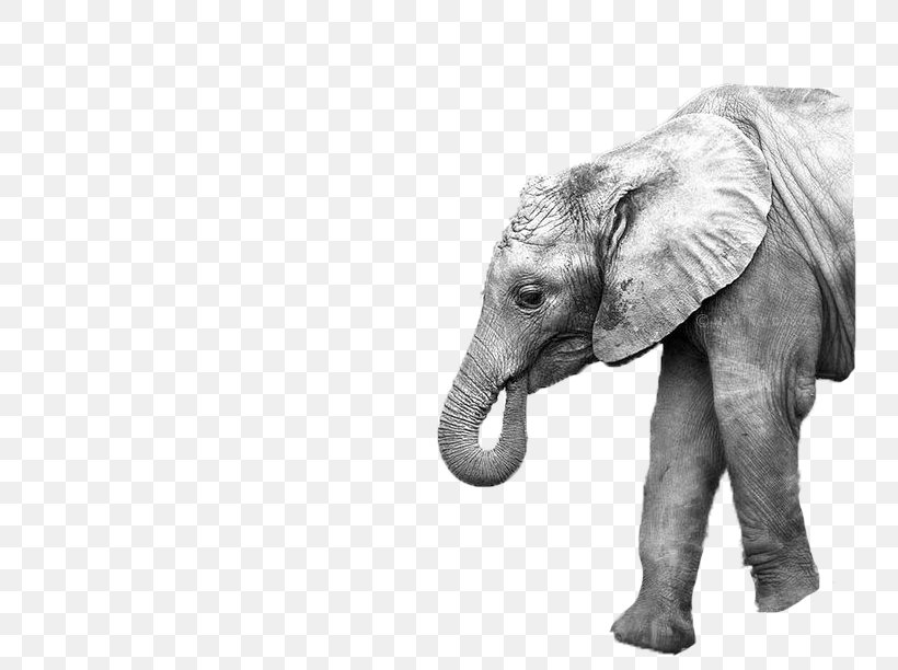 Asian Elephant Mother Image Photography, PNG, 792x612px, Elephant, African Elephant, Animal, Asian Elephant, Black And White Download Free