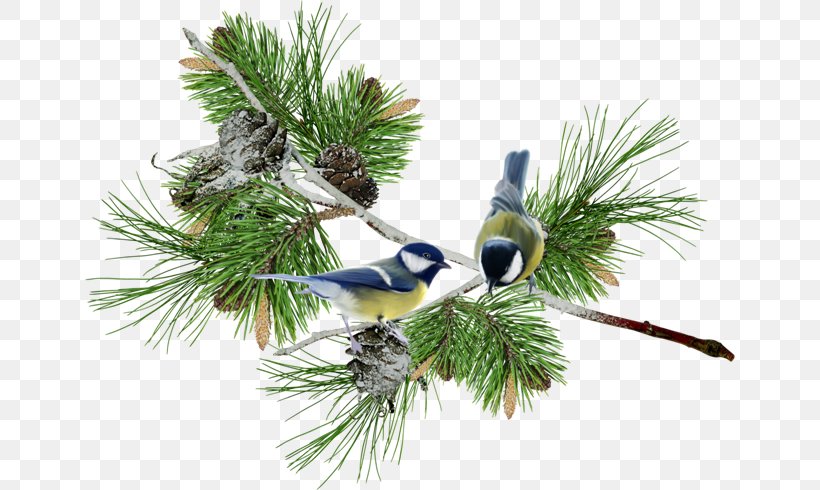 Bird Raster Graphics Clip Art, PNG, 650x490px, Bird, Animal, Branch, Christmas Decoration, Christmas Ornament Download Free