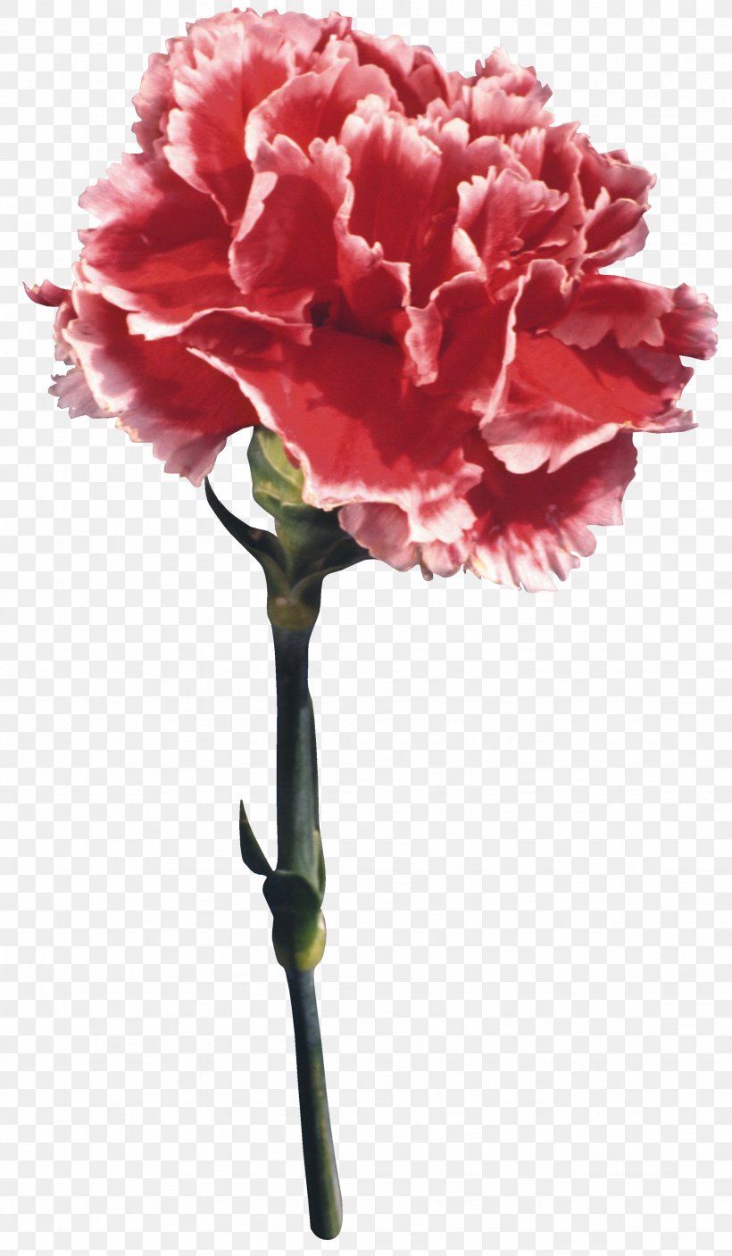 Carnation Flower Kryddernellike Perianth Chrysanthemum, PNG, 2456x4217px, Carnation, Chrysanthemum, Cut Flowers, Daffodil, Dianthus Download Free