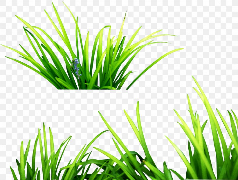 Grasses Clip Art, PNG, 2564x1943px, Picsart Photo Studio, Commodity, Editing, Grass, Grass Family Download Free