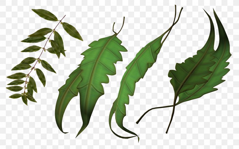 Leaf Plant Stem Map Clip Art, PNG, 3333x2087px, Leaf, Branch, Brouillon, Map, Plant Download Free