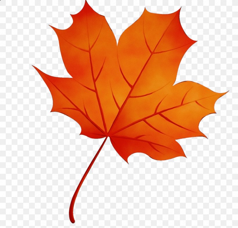 Maple Leaf, PNG, 850x816px, Watercolor, Black Maple, Deciduous, Leaf, Maple Download Free