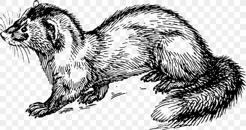 Marten Ferret Clip Art, PNG, 1280x676px, Marten, Black And White, Blackfooted Ferret, Carnivoran, Drawing Download Free