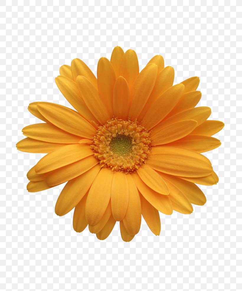 Transvaal Daisy Common Daisy Clip Art Color, PNG, 740x986px, Transvaal Daisy, Art, Chrysanthemum, Chrysanths, Color Download Free