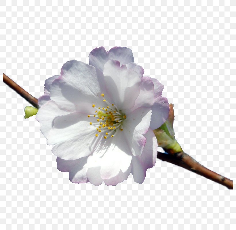 Cherry Blossom Petal Vecteur, PNG, 800x800px, Cherry Blossom, Blossom, Branch, Cerasus, Flower Download Free