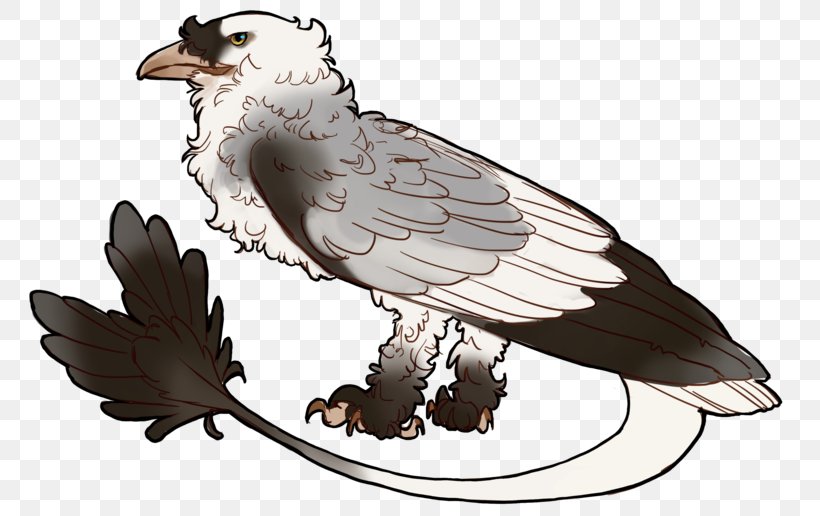 Eagle Fauna Hawk Beak, PNG, 800x516px, Eagle, Beak, Bird, Bird Of Prey, Fauna Download Free