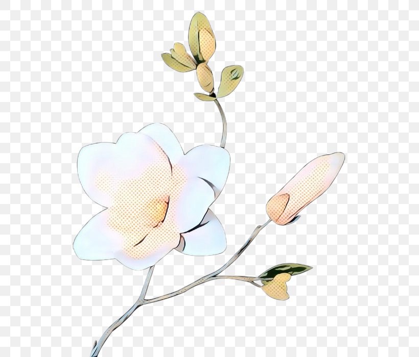 Magnolia Market Cut Flowers Plant Stem Moth Orchids, PNG, 672x700px, Magnolia Market, Blossom, Botany, Branch, Bud Download Free