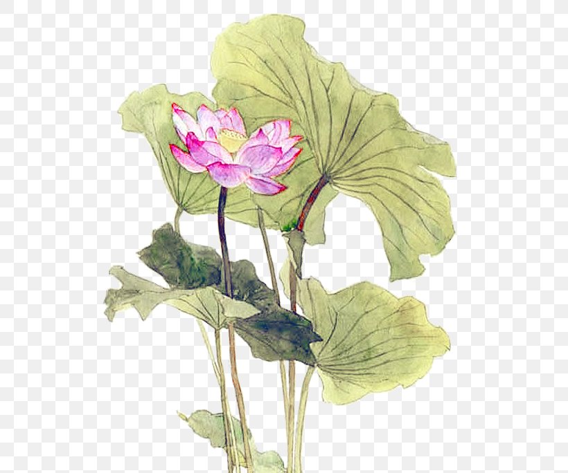 Nelumbo Nucifera Leaf Lotus Effect, PNG, 551x684px, Nelumbo Nucifera, Annual Plant, Chinese New Year, Cut Flowers, Designer Download Free