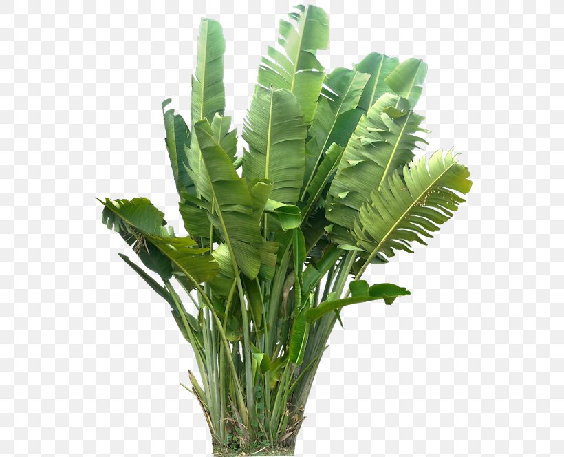 Plant Tropics, PNG, 559x664px, Plant, Arecales, Banana Leaf, Bird Of Paradise Flower, Editing Download Free