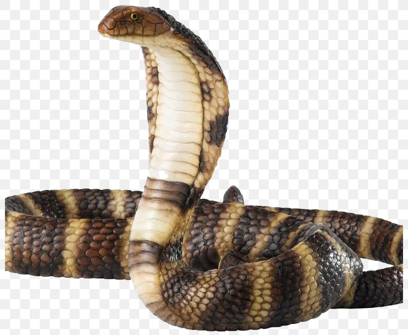 Rattlesnake Cobra, PNG, 800x672px, Snake, Cobra, Egyptian Cobra, Elapidae, Hognose Snake Download Free