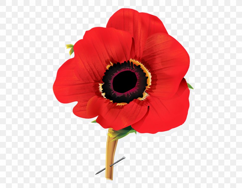 Remembrance Poppy Save The Cat! The Last Book On Screenwriting You'll Ever Need Flower, PNG, 900x699px, Poppy, Armistice Day, Canada, Colony Of Nova Scotia, Cut Flowers Download Free