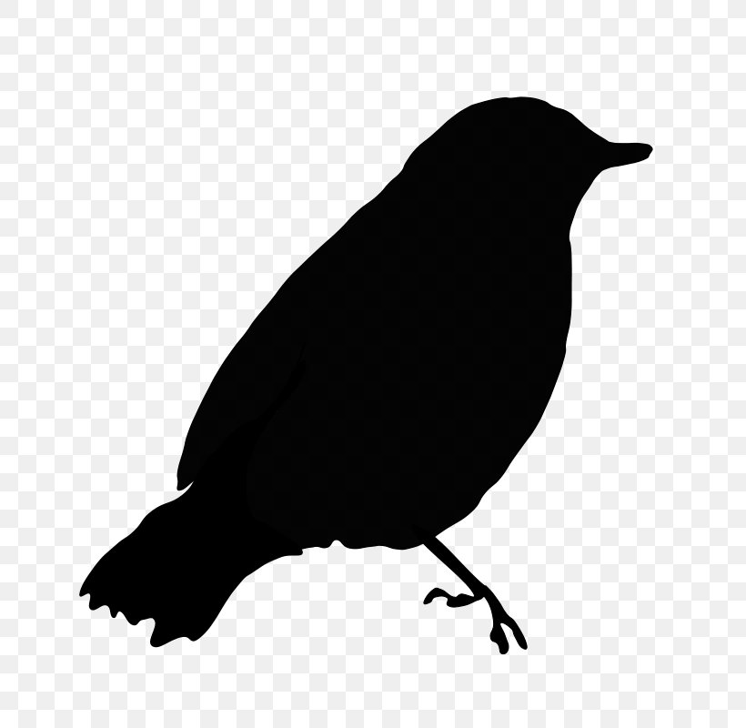 Bird Clip Art, PNG, 800x800px, Bird, American Crow, Beak, Bird Flight, Black And White Download Free