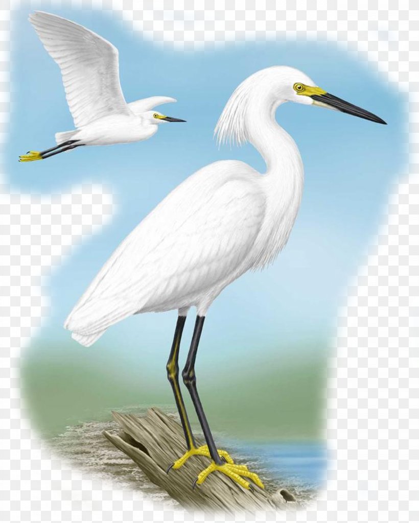 Chinese Background, PNG, 1281x1600px, Great Egret, Beak, Bird, Cattle Egret, Chinese Egret Download Free