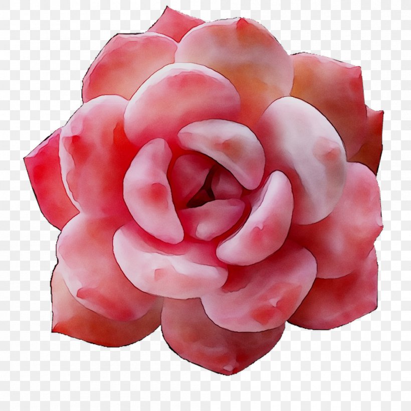 Garden Roses, PNG, 999x999px, Garden Roses, Artificial Flower, Camellia, Cut Flowers, Echeveria Download Free