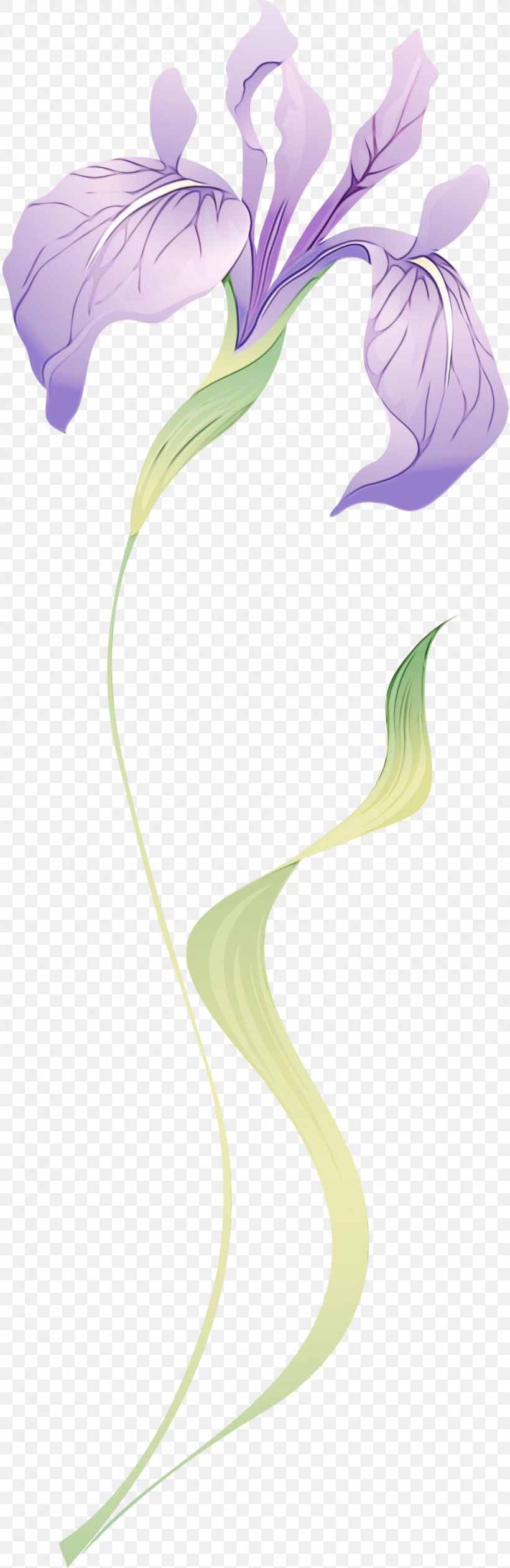 Giant White Arum Lily Arum Plant Flower Anthurium, PNG, 975x3000px, Watercolor, Alismatales, Anthurium, Arum, Arum Family Download Free