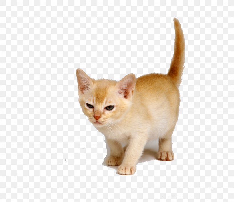 Golden Retriever Cat Tree Scratching Post Pet, PNG, 1024x889px, Golden Retriever, Animal, Burmese, Carnivoran, Cat Download Free