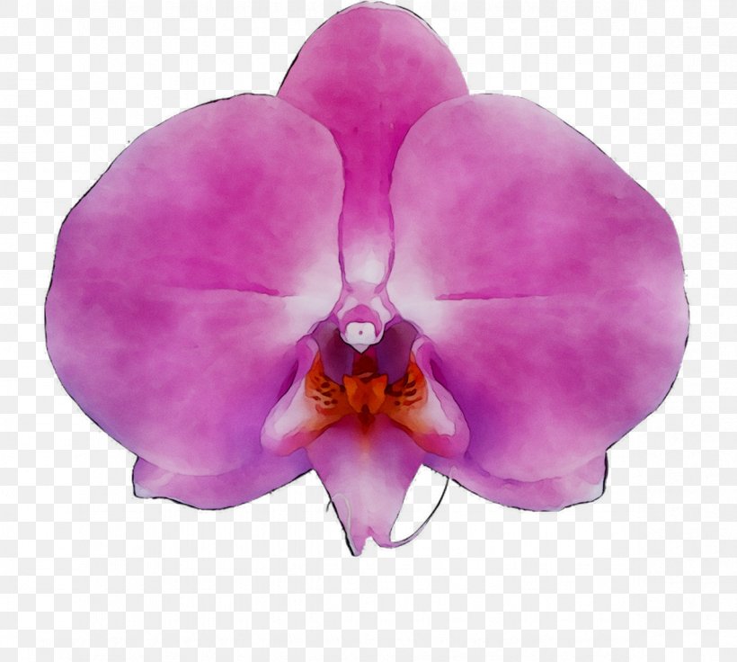 Moth Orchids Production Diens Flowering Plant, PNG, 1183x1062px, Orchids, Cattleya, Christmas Orchid, Dendrobium, Diens Download Free