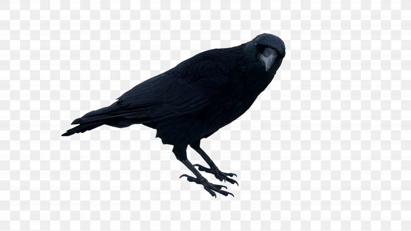 Image Crow Rook Photograph, PNG, 6000x3376px, Crow, American Crow, Beak, Bird, Camera Download Free