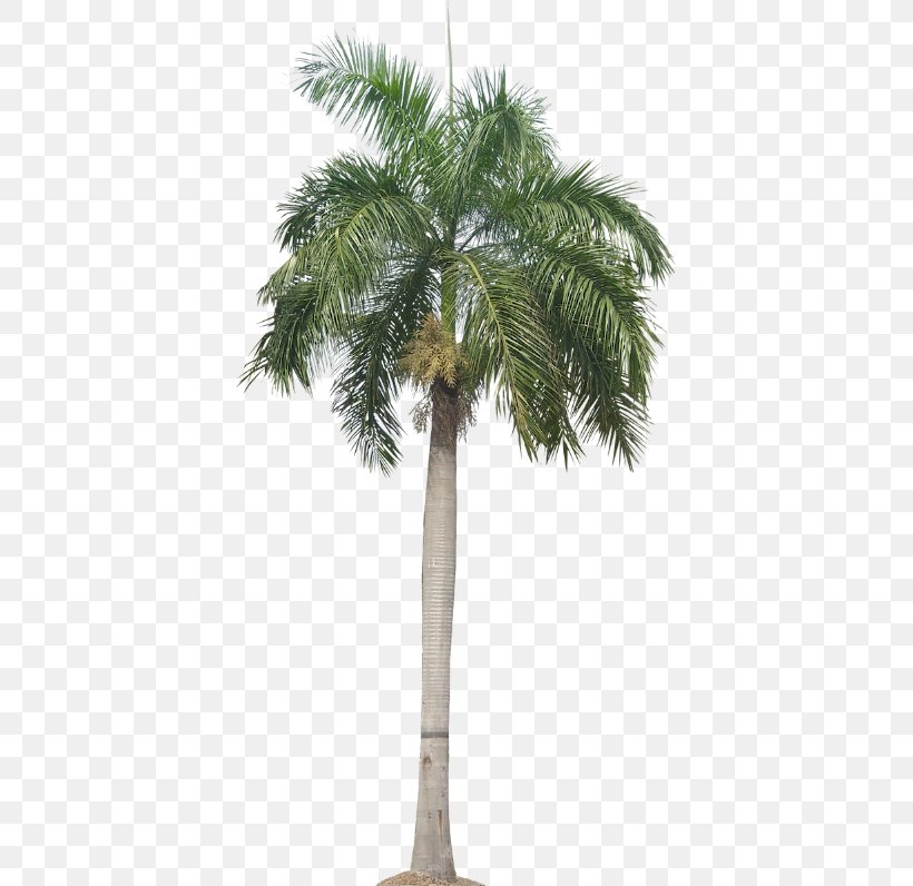 Roystonea Regia Arecaceae Tree Queen Palm, PNG, 396x796px, Roystonea Regia, Areca Nut, Arecaceae, Arecales, Attalea Speciosa Download Free