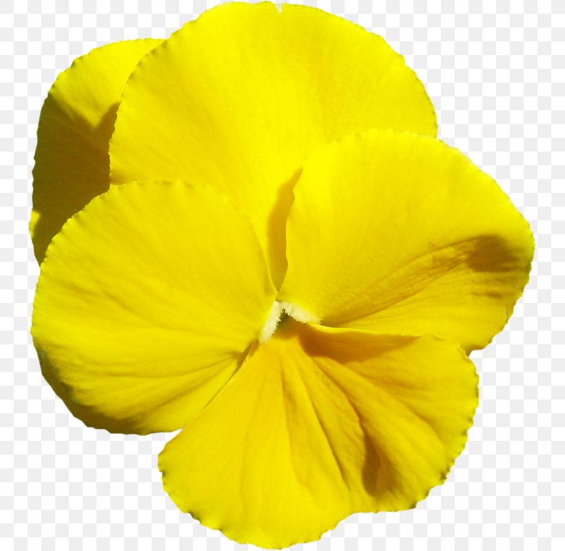 Three-letter Acronym Flower Petal Yellow, PNG, 738x800px, Threeletter Acronym, Acronym, Animation, Flower, Flowering Plant Download Free