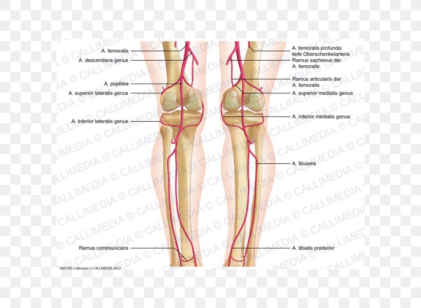 Thumb Knee Femoral Artery Popliteal Artery Crus, PNG, 600x600px, Watercolor, Cartoon, Flower, Frame, Heart Download Free