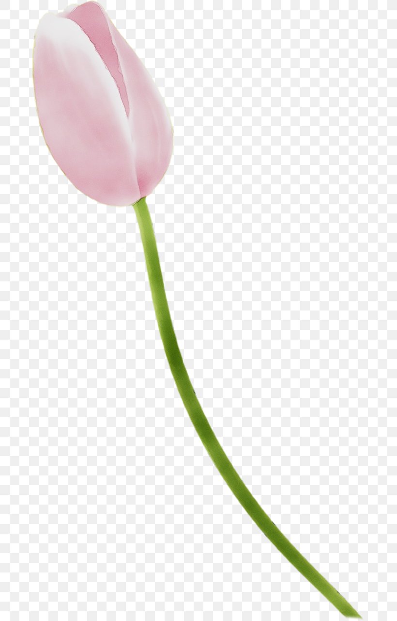 Tulip Pink Flower Pedicel Plant, PNG, 687x1280px, Watercolor, Bud, Flower, Lily Family, Paint Download Free