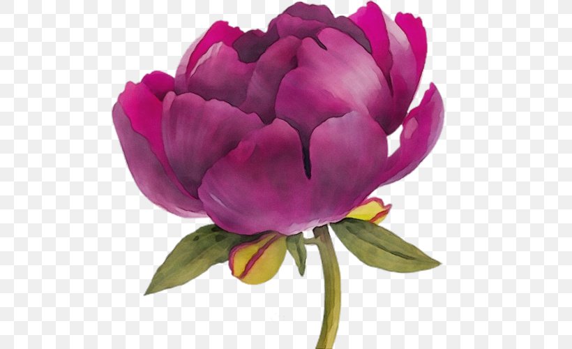 Watercolor Pink Flowers, PNG, 500x500px, Watercolor, Botany, Chinese Peony, Common Peony, Cut Flowers Download Free