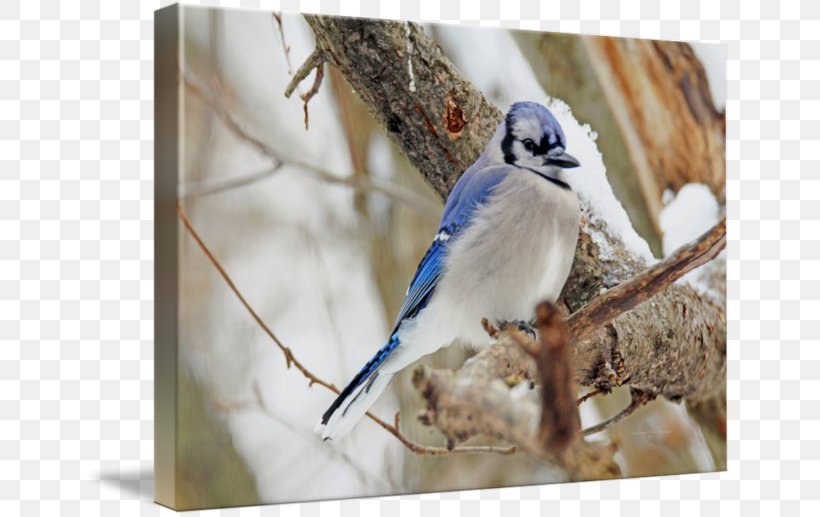 Winter Fauna Snow Ceramic Beak, PNG, 650x517px, Winter, Beak, Bird, Blue Jay, Bluebird Download Free
