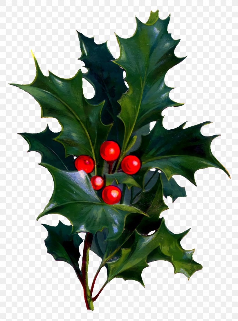 Christmas Holly Ilex Holly, PNG, 1300x1756px, Christmas Holly, American Holly, Chinese Hawthorn, Christmas, Flower Download Free
