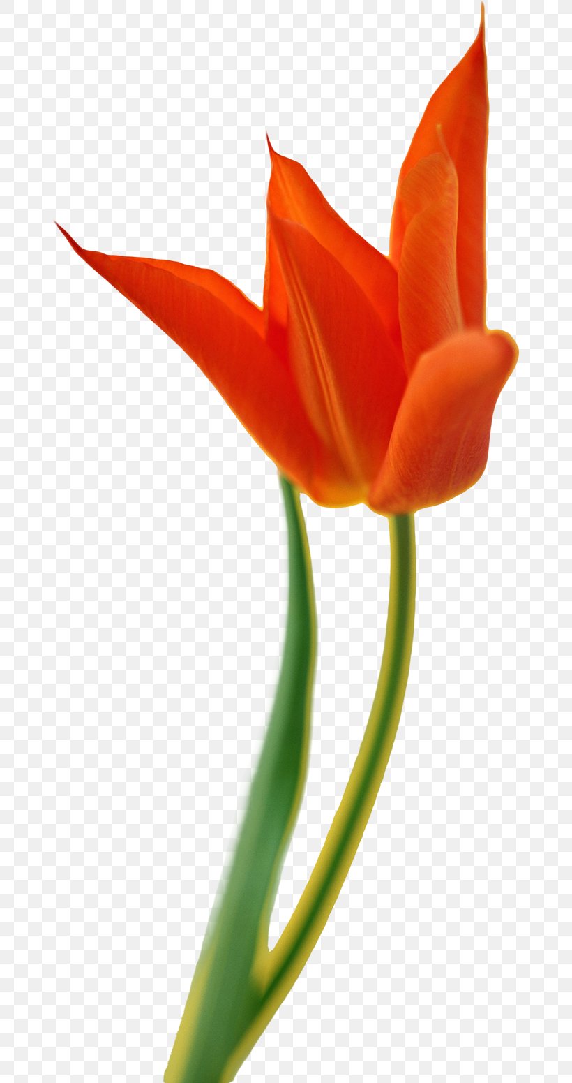 Tulip Flower Yellow JPEG Image, PNG, 670x1551px, Tulip, Bud, Close Up, Color, Cut Flowers Download Free