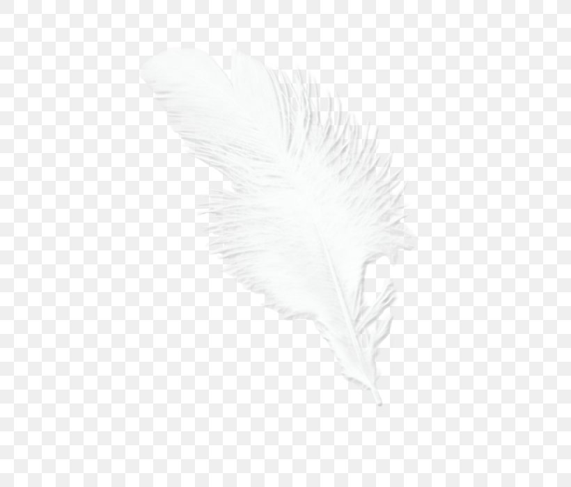 Feather White Beak Tail, PNG, 700x700px, Feather, Beak, Bird, Black And White, Monochrome Download Free
