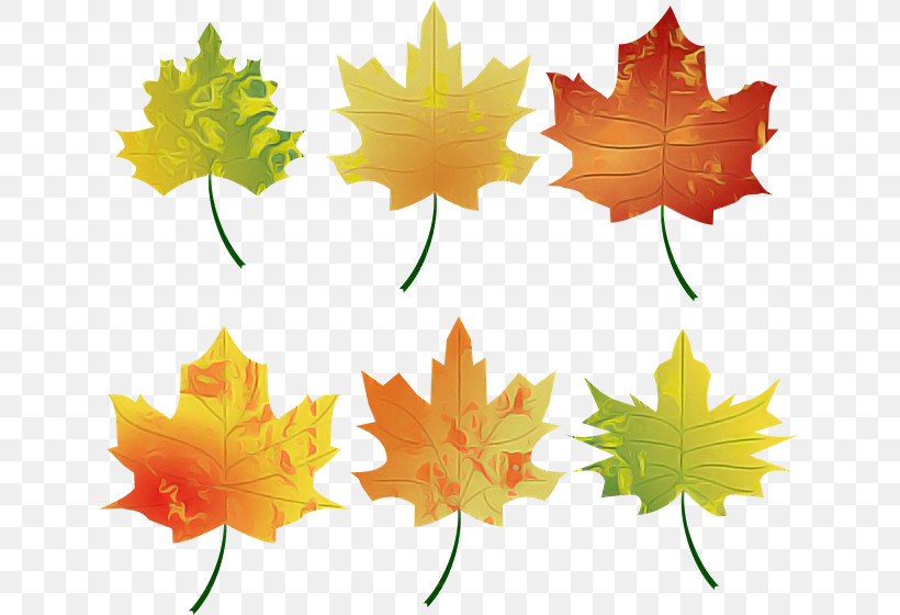 Maple Leaf, PNG, 640x560px, Leaf, Black Maple, Maple Leaf, Plane, Plant Download Free