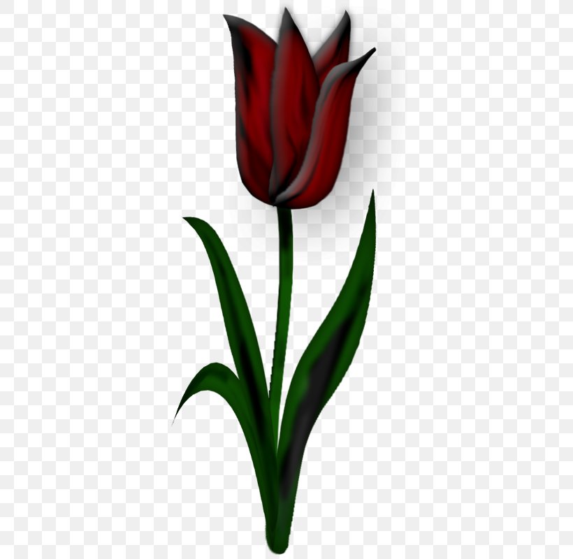 Tulip Flower Clip Art, PNG, 347x800px, Tulip, Decoupage, Drawing, Flower, Flower Bouquet Download Free