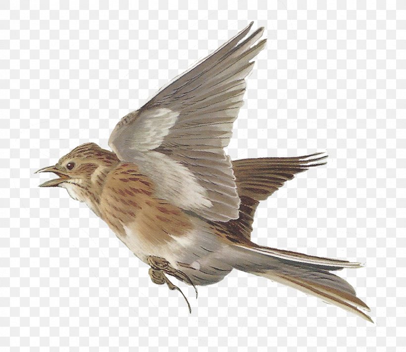 Bird Lark House Sparrow Clip Art, PNG, 1135x985px, Bird, American Sparrows, Barn Swallow, Beak, Common Nightingale Download Free