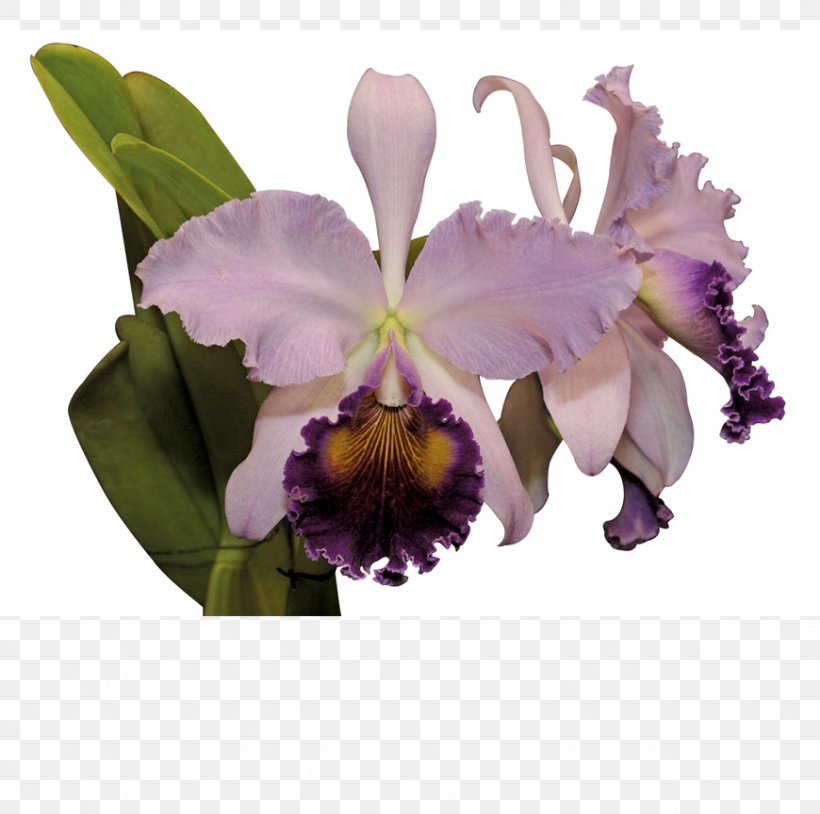 Cattleya Trianae Flower Moth Orchids Cooktown Orchid, PNG, 870x864px, Cattleya Trianae, Boat Orchid, Cattleya, Cattleya Labiata, Cattleya Orchids Download Free