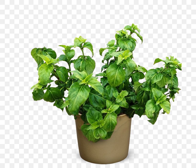 Herb Rungia Klossii Plant Spice, PNG, 700x700px, Herb, Basil, Comfrey, Edible Flower, Flavor Download Free