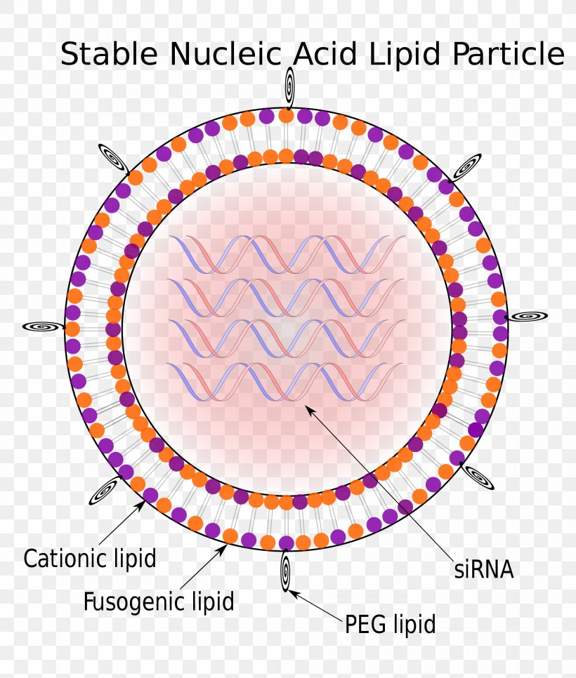 Stable Nucleic Acid Lipid Particle Solid Lipid Nanoparticle, PNG, 1920x2262px, Watercolor, Cartoon, Flower, Frame, Heart Download Free