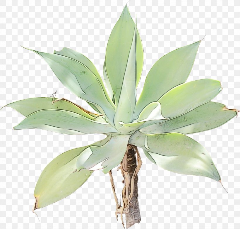 Aloe Vera, PNG, 1643x1566px, Watercolor, Agave, Agave Angustifolia, Agave Tequilana, Aloe Vera Download Free