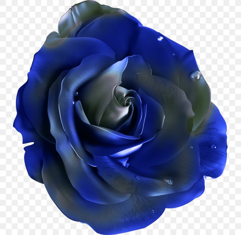 Beach Rose Flower Blue Rose Clip Art, PNG, 732x800px, Beach Rose, Black Rose, Blue, Blue Rose, Cobalt Blue Download Free