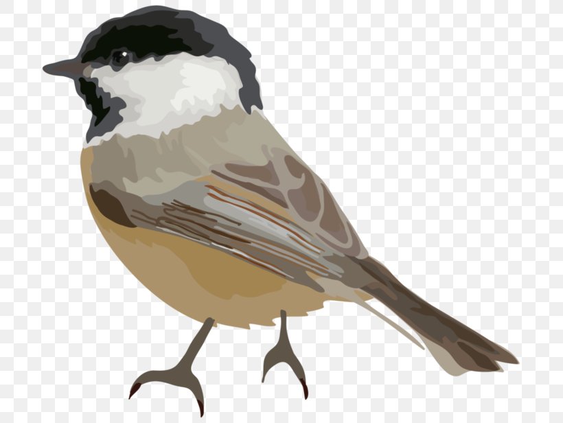 Bird Cartoon Clip Art, PNG, 699x616px, Bird, Animal, Beak, Cartoon, Chickadee Download Free